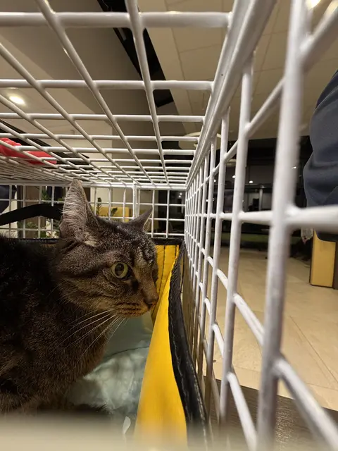 Am Ostersonntag musste diese Katze von der Tierhilfe Gusental gerettet werden, weil der Stubentiger in einem schlechten Zustand war. | Foto: THG