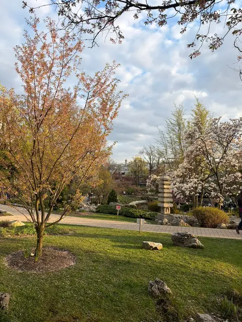 Die Kirschbäume im Setagayapark erreichen ihre Blütezeit