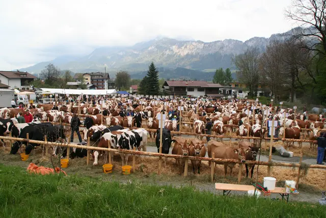 Große Rinderausstellung in St. Johann. | Foto: Rinderzuchtverband