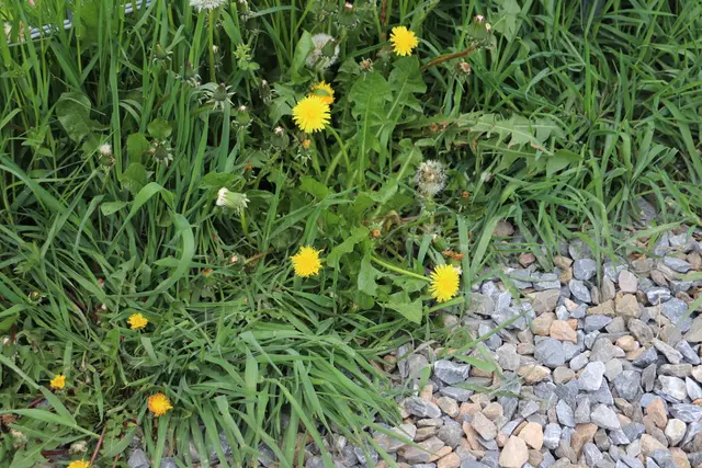 Vögel und Pflanzen bestimmen