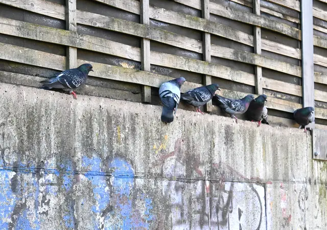 Rund zwei Dutzend Tauben fühlen sich am Almufer wohl. | Foto: Josef Wind