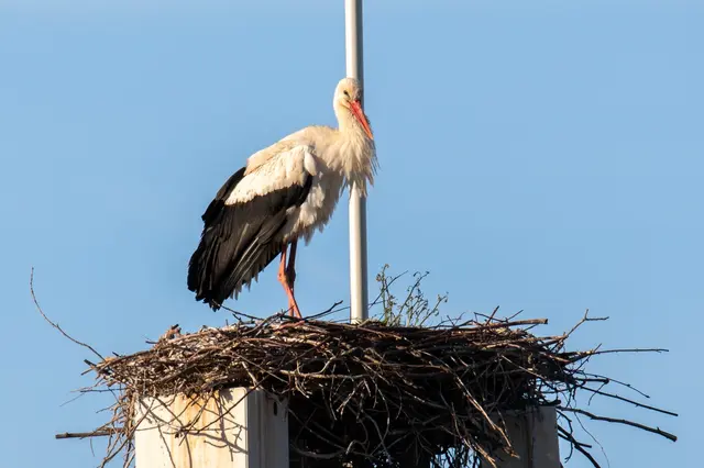 Meister Adebar legte eine Punktlandung hin