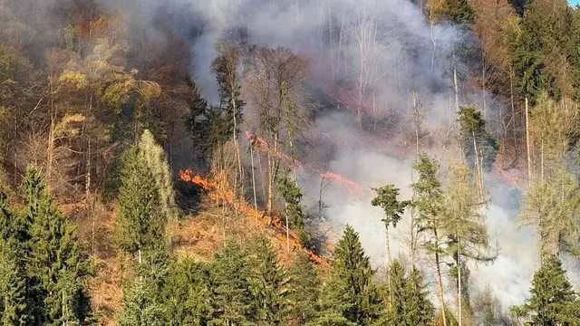 Ein Wald am Faakersee bei der Taborhöhe stand am Dienstagnachmittag in Flammen. | Foto: Feuerwehr St.Jakob im Rosental