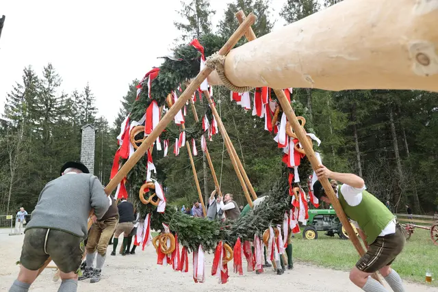 Der Maibaum im Salzburger Freilichtmuseum in Großgmain (2022). | Foto: Franz Neumayr
