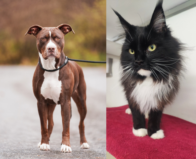 Mia und Amy warten im Tierheim Tirol auf ihre zweite Chance. Wer schenkt den beiden Hündinnen ein liebevolles Zuhause? | Foto: Tierschutzverein Tirol