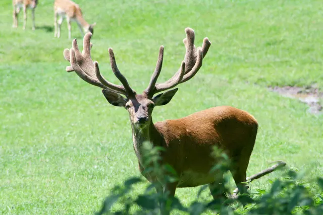 Die Tiroler Jägerschaft erreichte im Jagdjahr 2025/2026 trotz steigender Anforderungen eine stabile Abschusserfüllung und leistet damit einen wichtigen Beitrag zum Gleichgewicht von Wald und Wild sowie zur Eindämmung der TBC. | Foto: smarterpix (Symbolbild)