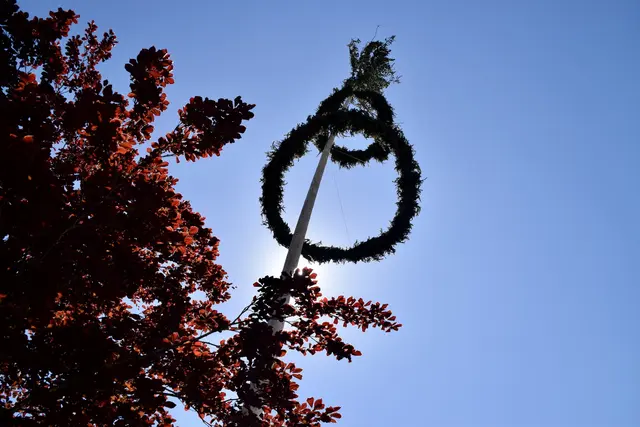 Maibaum 2025 in Elixhausen. | Foto: Ortsmusikkapelle Elixhausen