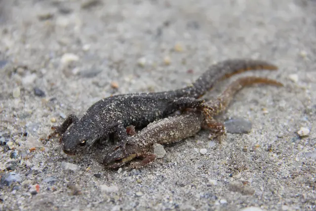 Der Teichmolch, ein Überlebenskünstler der Tieflagen