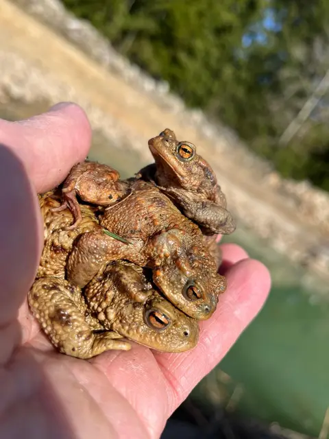 Schärdinger Naturschützer retten über 4000 Kröten – alleine in Kopfing