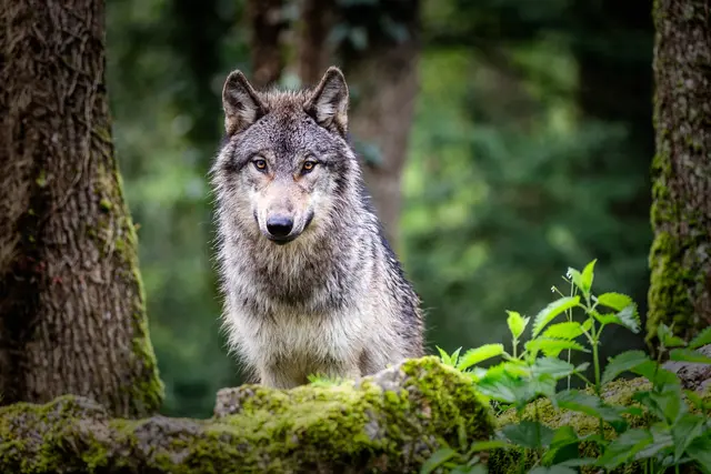 Sieben Wolfsabschüsse in drei Monaten