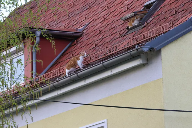 Zwei Katzen riefen mit ihrer Kletterkunst auf einem Hausdach in Wels-Vogelweide die Feuerwehr auf den Plan. | Foto: laumat.at