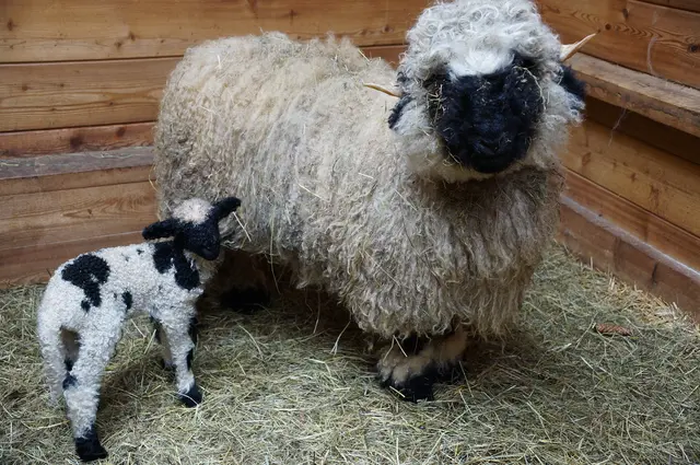 Schon seit 13 Jahren züchtet Edgar Wernbacher seltene Schaf- und Ziegenrassen. Hier im Bild Walliser Schwarznasenschafe.  | Foto: Koidl