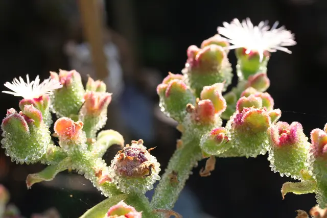 Neue Kräuter im Garten sind mehr als 
