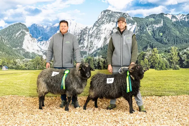 Doppelsieg in der Kategorie Widder Alpines Steinschaf. | Foto: Steirischer Schaf- und Ziegenzuchtverband