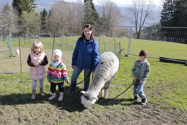 MeinBezirk-Redakteurin Kathrin Schwendinger durfte mit ihren Töchtern Hilda und Hermine (links) die Wenzelberg Alpakas besuchen und Alpaka Nepomuk spazieren führen.