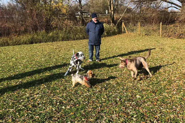 Hunde können auf der Spielwiese bei Martinsruh wieder frei laufen und spielen.  | Foto: Stadt Dornbirn