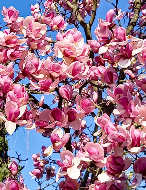 Magnolienblüte | Foto: Art Galerie Then