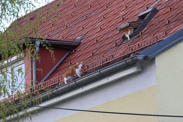 Zwei Katzen riefen mit ihrer Kletterkunst auf einem Hausdach in Wels-Vogelweide die Feuerwehr auf den Plan. | Foto: laumat.at