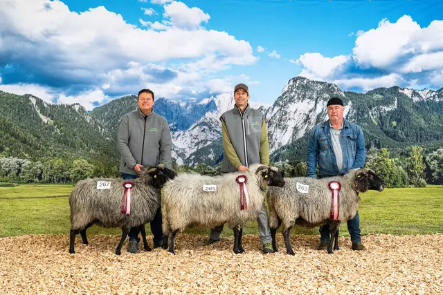Auch bei den Alpinen Steinschafen gingen die ersten drei Plätze an die Schafe aus Mitterdorf.  | Foto: Steirischer Schaf- und Ziegenzuchtverband