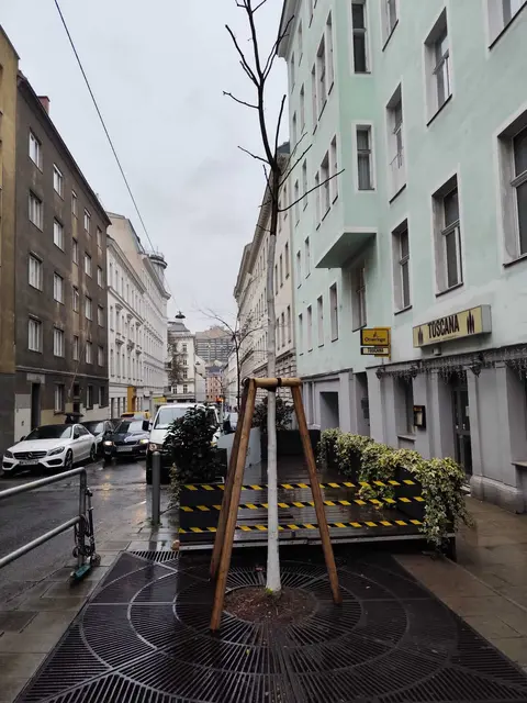 Eine Säulengleditschie wurde gepflanzt. | Foto:  Wiener Stadtgärten