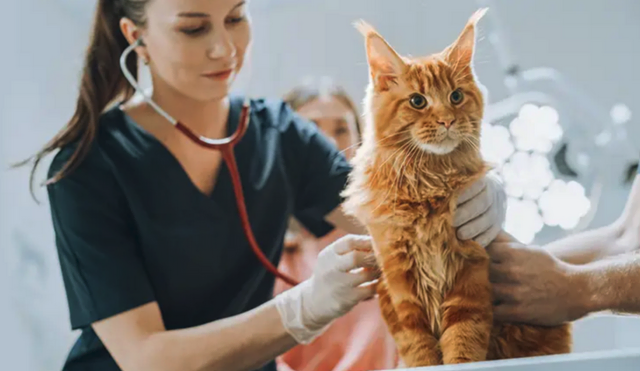 Kastrationspflicht wird nicht ernst genommen