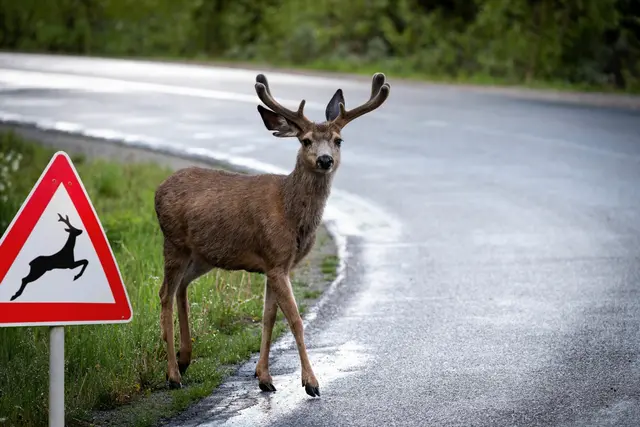 Nicht nur im Herbst, sondern auch zwischen April und Mai ist laut ARBÖ vermehrt mit Wild auf den Straßen in der Region zu rechnen. | Foto: ARBÖ