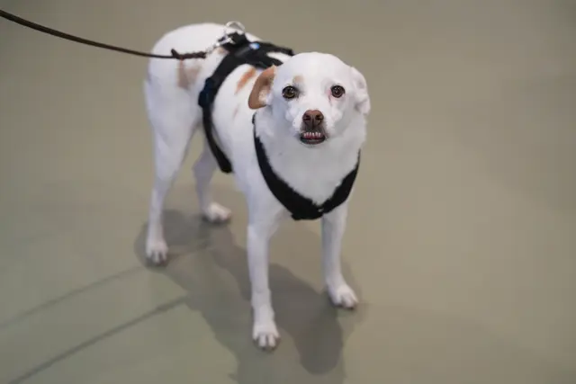 Auch ein Hund ließ sich die feierliche Eröffnung nicht entgehen. | Foto: Sade Jerabek/MeinBezirk