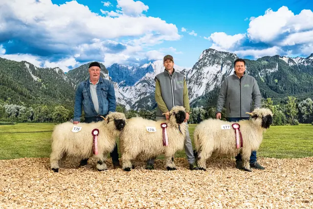 Bei den Walliser Schwarznasenschafen holte Edgar Wernbacher (re.) gleich die Plätze eins bis drei. | Foto: Steirischer Schaf- und Ziegenzuchtverband