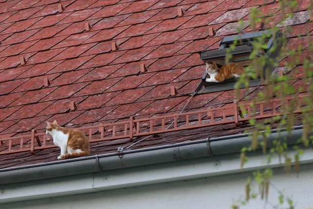 Stubentiger balancierten auf Hausdach in Wels