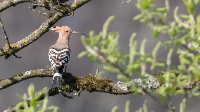 Aufruf zur Mithilfe – Der Wiedehopf benötigt Ihre Unterstützung!