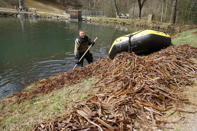 Auf Wunsch der Stadtgemeinde führte die Wasserrettung umfangreiche Rodungsarbeiten am idyllischen Teich bei Schloss Bruck durch. | Foto: Stadt Lienz/Bernd Lenzer