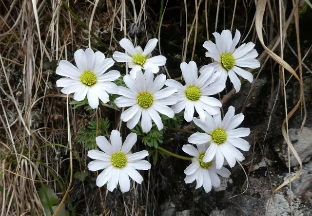 Anemonen-Schmuckblume