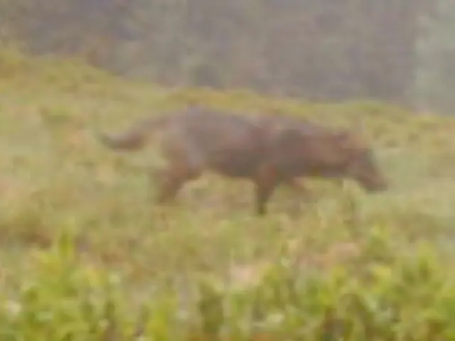 Aufnahmen einer Wildkamera deuten eindeutig darauf hin, dass der Wolf im Pinzgau zurück ist. | Foto: Wildkamera/Renn