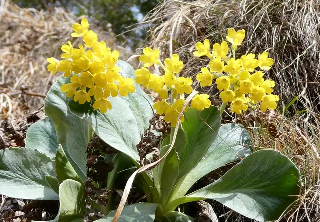 Ein so schön blühender Petergstamm
