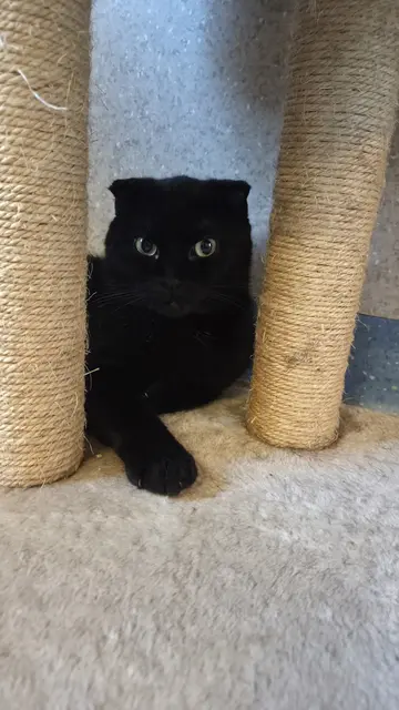 Foto: Tierheim Ternitz