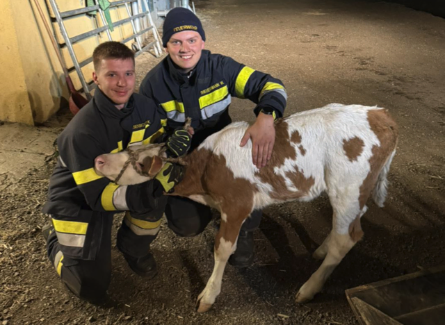 Alle 13 Kälber wurden gefunden und sicher nach Hause gebracht.  | Foto: Feuerwehr Granitztal