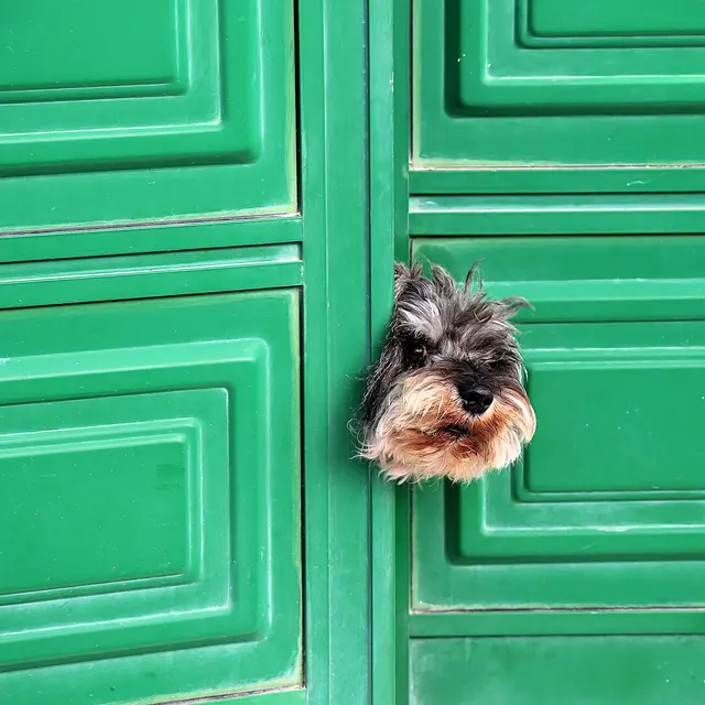 Haustiere, unsere Lieblingsbeschäftigung