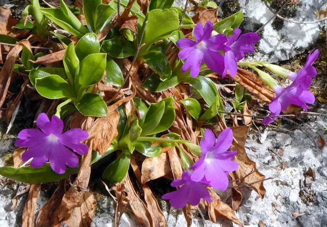 Clusius-Primeln an den Felswänden