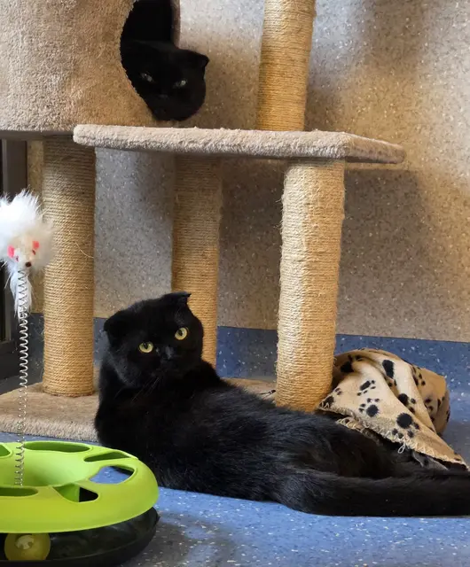 Foto: Tierheim Ternitz