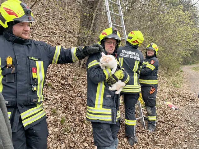 Ende gut, alles gut: Die Katze konnte unverletzt dem Besitzer übergeben werden. | Foto: Feuerwehr Waidhofen/Thaya