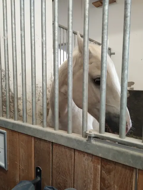 Weiße Pferde, Oldtimer und Radetzky