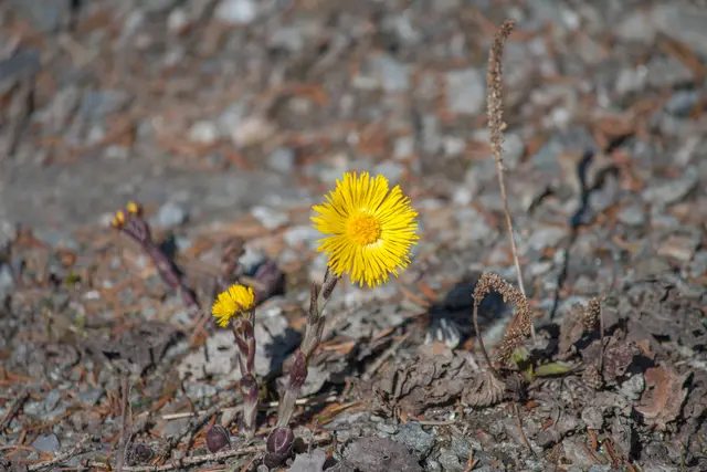 Huflattich - eine Pionierpflanze