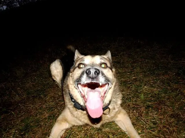 Bei allem soll der Hund Hund bleiben dürfen. | Foto: Sadiki-Peckary