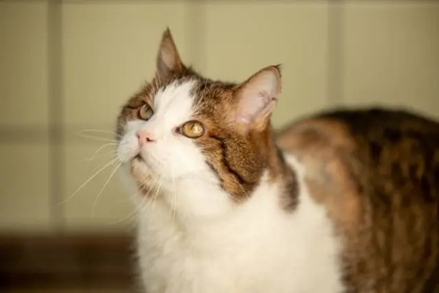 Diese Tiere suchen ein neues Zuhause