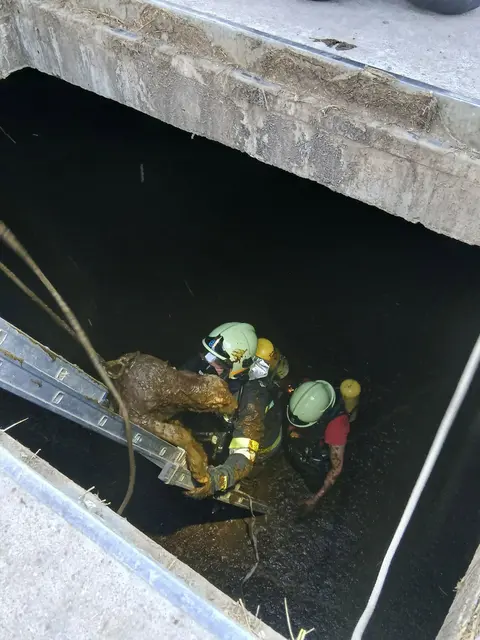 Tierische Rettung in Groisbach, Feuerwehrleute bergen Kälber