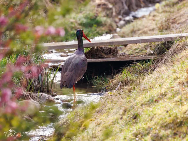 Schwarzstorch in Schwoich / Kufstein