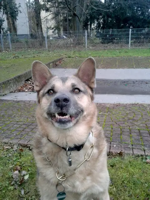 Ein Lächeln mit 42 Zähnen. | Foto: Sadiki-Peckary