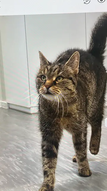 TSV Katzenjammer sucht dringend liebevolle Pflegeplätze