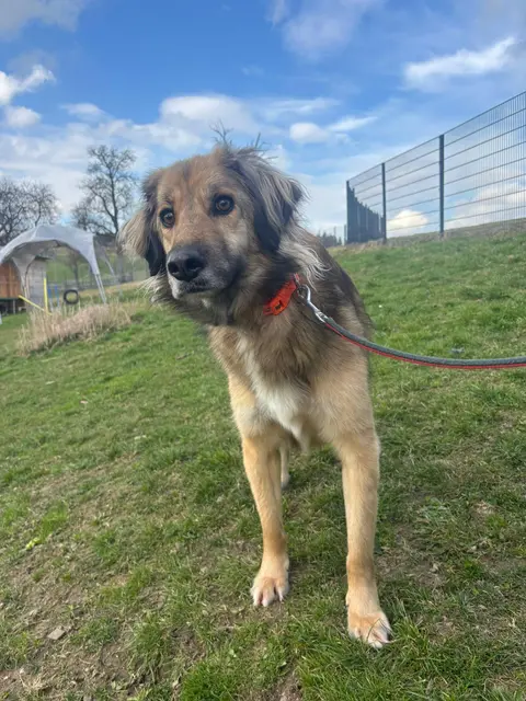 Rüde „Frosty“ benötigt eine teure Hüftoperation