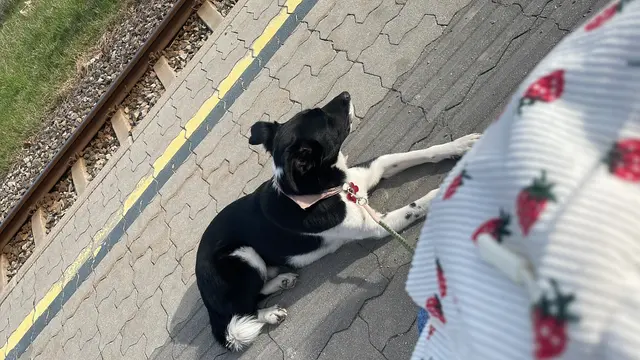Hund entführt: "Mr. Gatsby" wurde vor einem Einkaufsgeschäft in der Meidlinger Hauptstraße entwendet.  | Foto: MeinBezirk